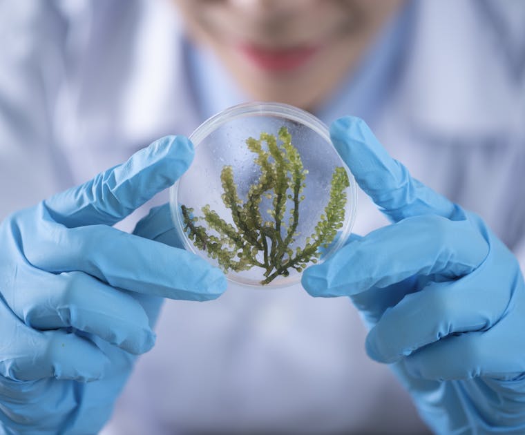 Close-up of a scientist examining algae in a petri dish, highlighting biotechnology research.